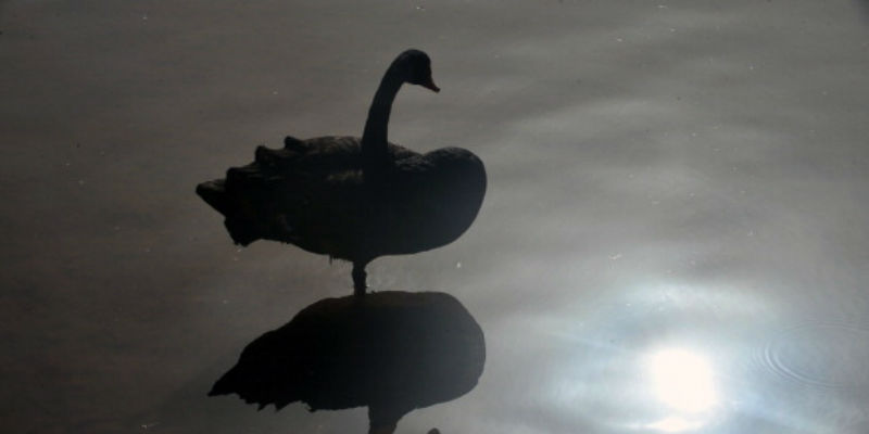 La teoria del cigno nero e tutti noi