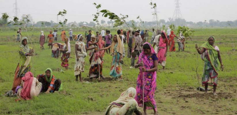 India dei record! 50 milioni di alberi piantati in 24 ore