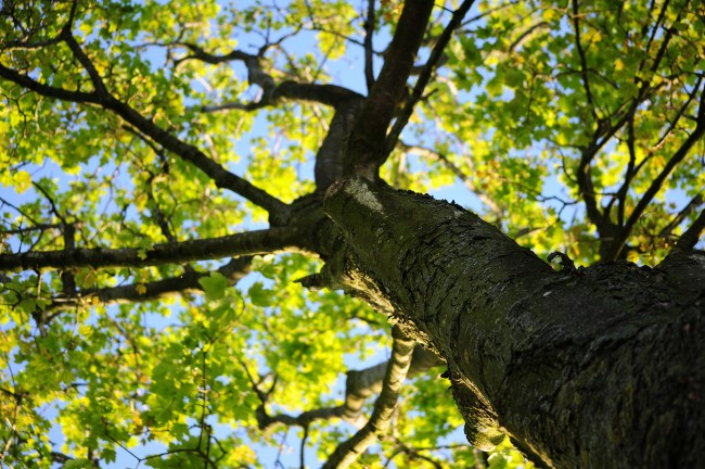 Ecosia, le moteur de recherche qui plante des arbres