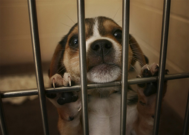 Comment l’expérimentation animale dans la recherche médicale nuit à notre santé
