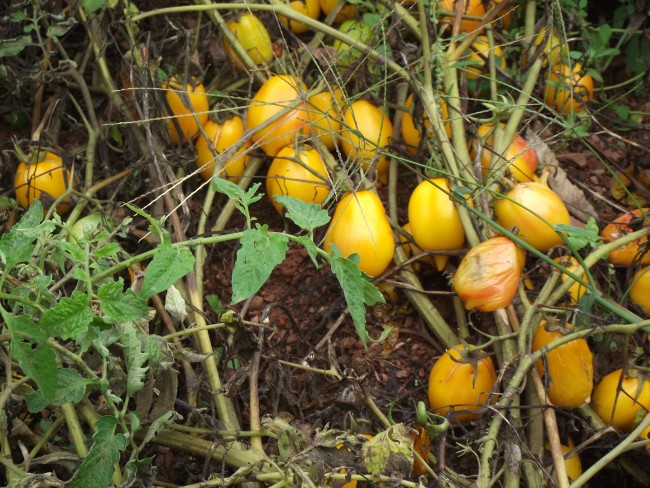 Tomates sans arrosage ni pesticide : cette méthode fascine les biologistes