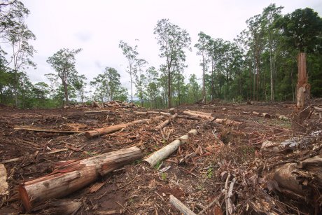 La Cour pénale internationale élargit son mandat aux crimes environnementaux et à l’accaparement des terres