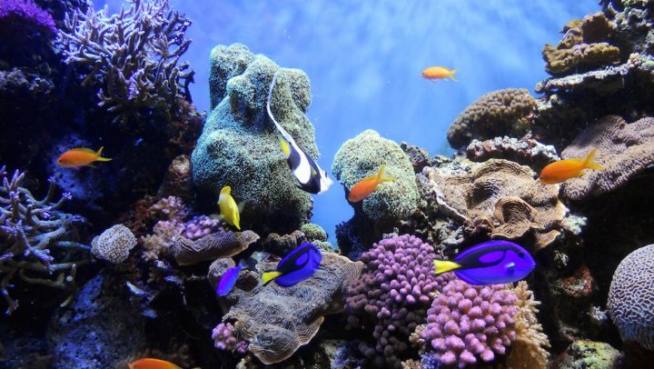 Le réchauffement des océans affecte déjà tous les écosystèmes, prévient l’UICN