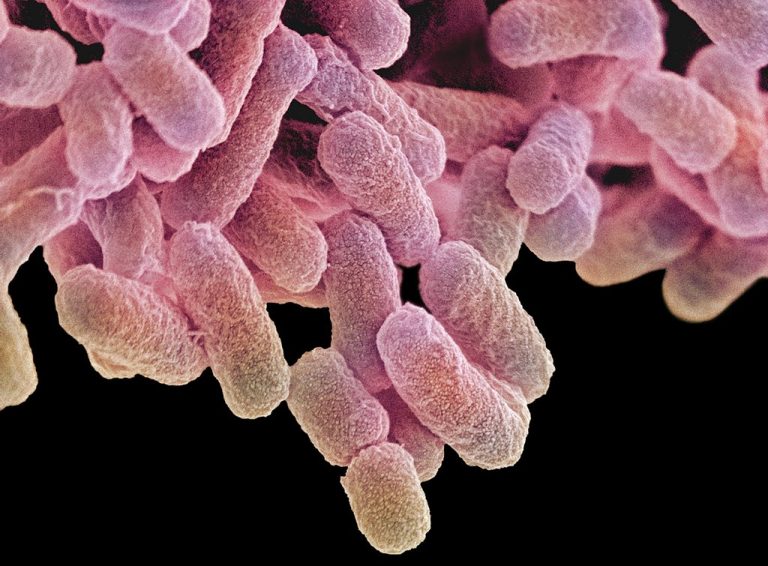 UN agrees landmark declaration to tackle antibiotic resistance crisis