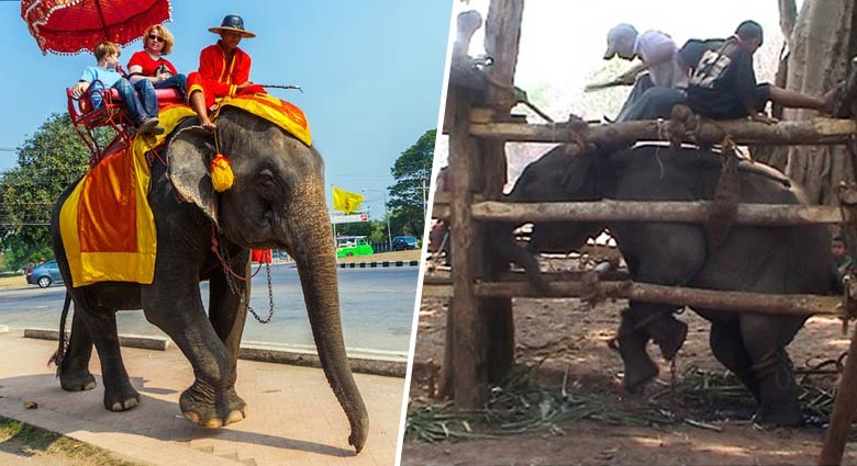 Non, TripAdvisor ne bannira pas les attractions maltraitant les animaux de son site