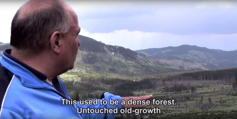 Disboscamenti illegali e corruzione stanno distruggendo l’ultima antica foresta europea