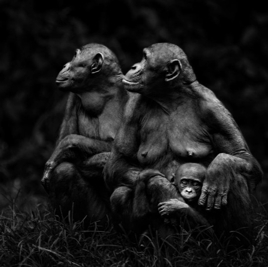 La inteligencia emocional de los bonobos