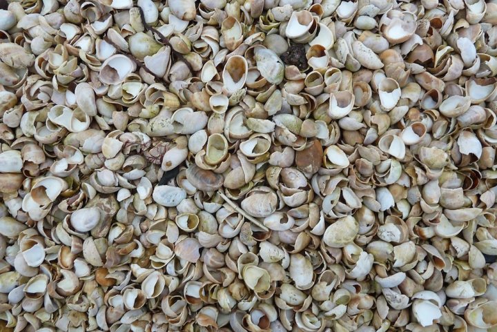 Espèces marines invasives : la mondialisation homogénéise la biodiversité