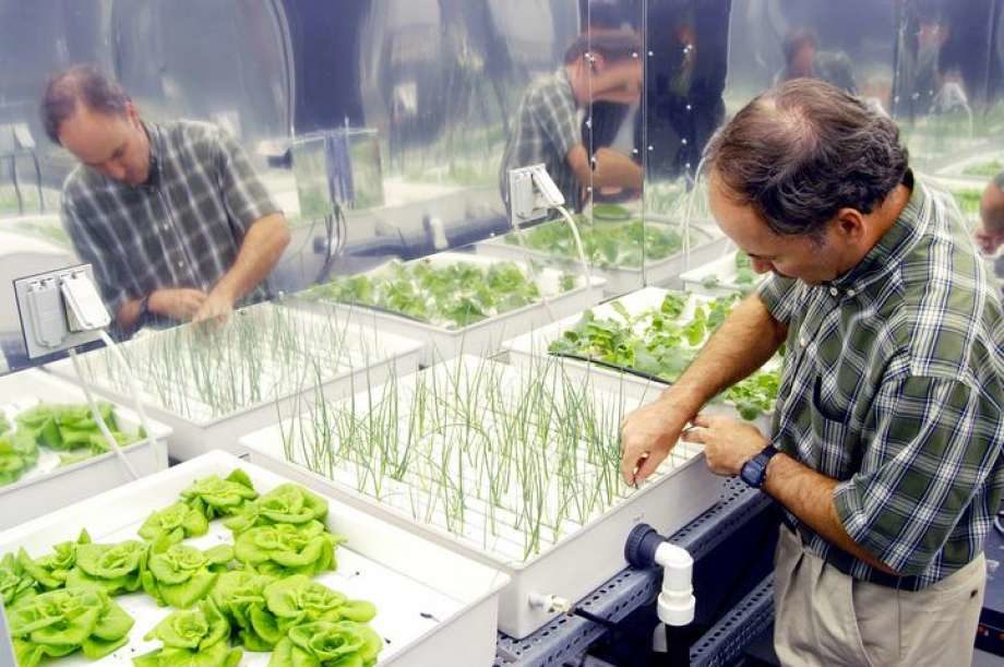La liste de plantes d’intérieur anti-pollution de la NASA