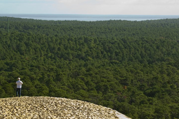 Le gouvernement veut adapter la forêt à l’industrie
