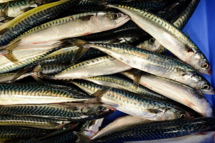 Les quotas de pêche de l’Union européenne ne correspondent plus à la réalité écologique