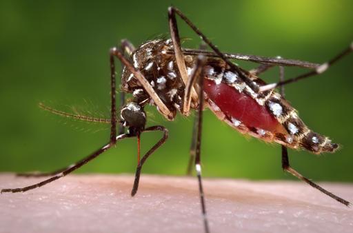 Angola reports first two cases of Zika virus