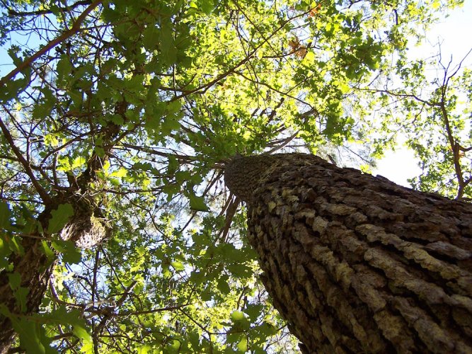 Le gouvernement recule sur son intention d’ouvrir des mines dans les forêts protégées
