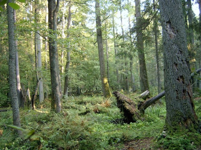 Le gouvernement polonais s’attaque à un trésor de la nature, la forêt de Bialowieza