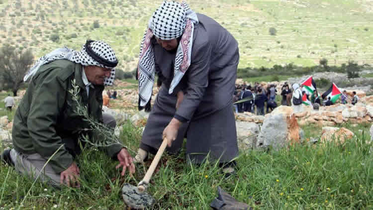 30 de Marzo Día de la Tierra Palestina: El olivo como emblema universal de la Paz