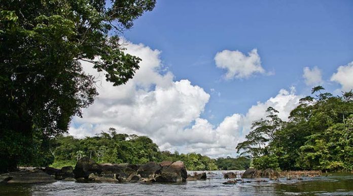 Projet minier Montagne d’Or en Guyane : catastrophe écologique en approche