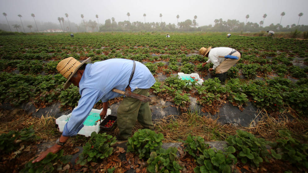 Los inmigrantes ilegales sin los que la agricultura de EEUU puede desaparecer