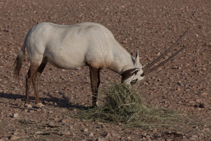 À Oman, la bataille pour sauver l’oryx des braconniers – et du pétrole