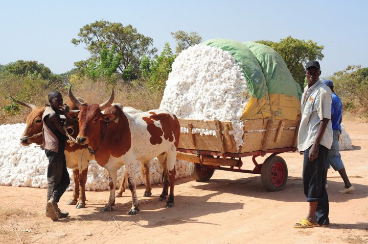Le Burkina a remporté la bataille contre le coton OGM, mais la lutte n’est pas finie