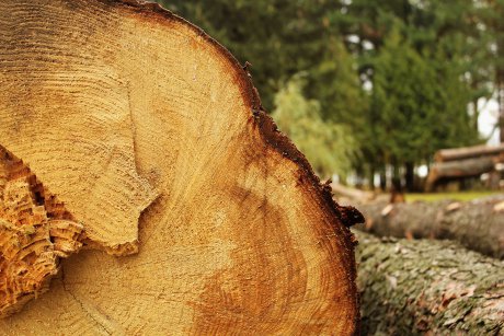 Lutte contre la déforestation : Greenpeace poursuivie par des multinationales