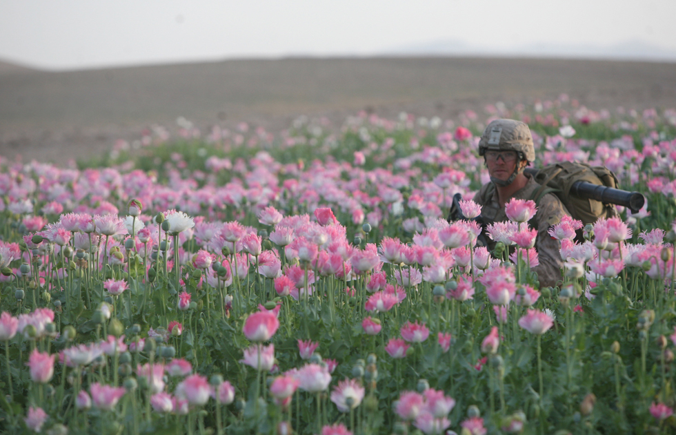 North Korea Is A Major Opium Producer, Making It A Prime Target For The CIA
