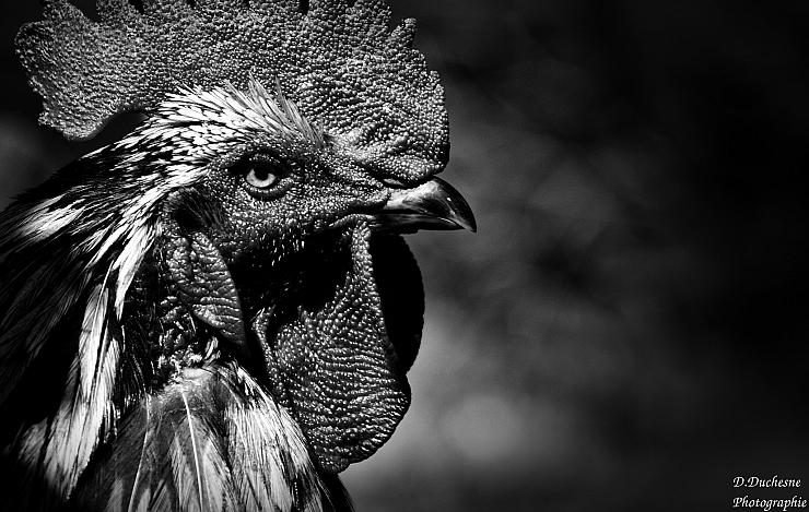 Ces normes pensées pour l’élevage industriel et qui détruisent le monde paysan