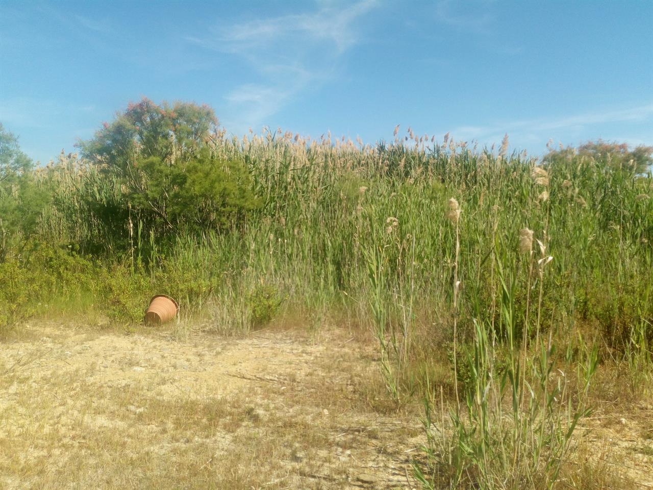 I veleni di Santa Gilla, paradiso sardo della biodiversità