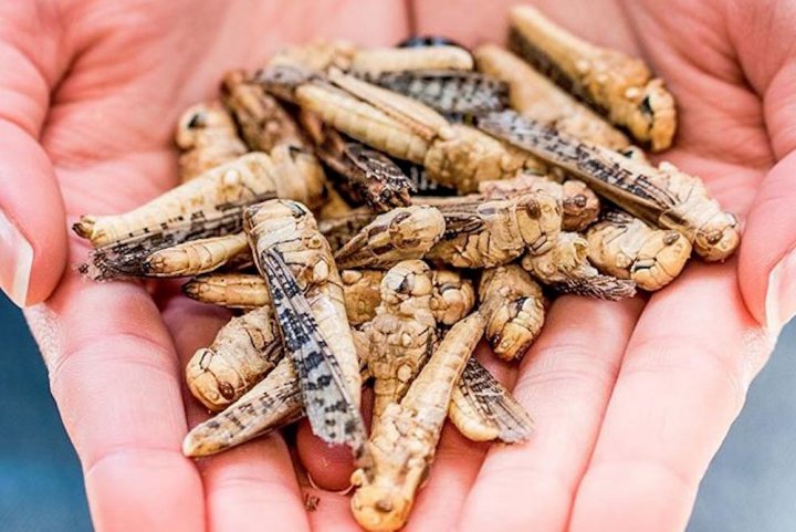 La loi ne veut pas d’insectes dans nos assiettes