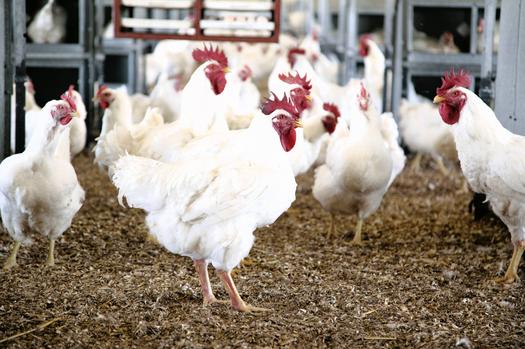 BREAKING NEWS: Bird flu outbreak hits Zimbabwe