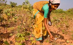 Monsanto perde milioni di dollari in India: gli agricoltori riutilizzano le sementi autoctone