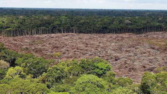 Los narcos blanquean su dinero deforestando los bosques de Centroamérica