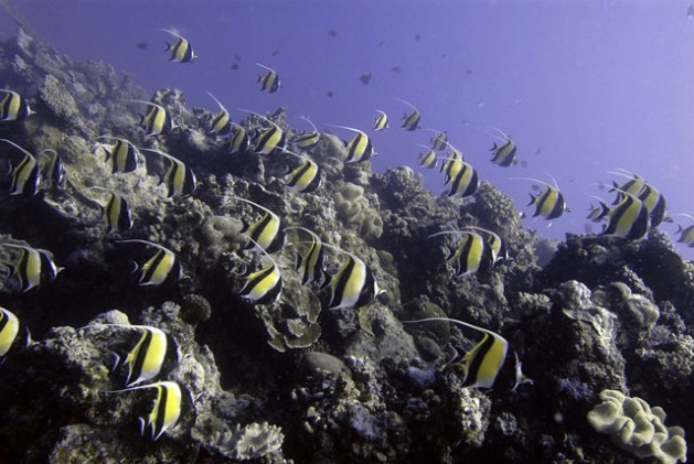 More Plastic than Fish or How Politicians Help Ocean Destruction
