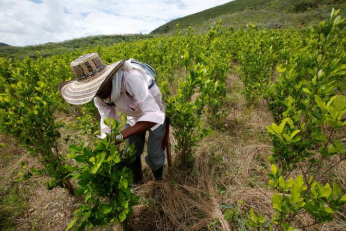 Colombia, la coca intralcia i negoziati di pace