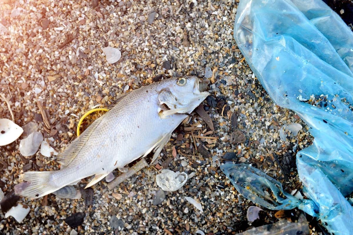 Fooling fish – how plastic is attracting sealife