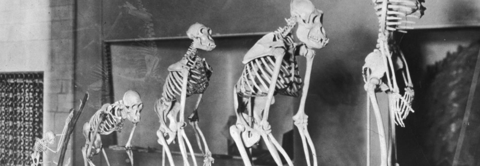 L’evoluzione, un processo continuo anche se non ce ne accorgiamo