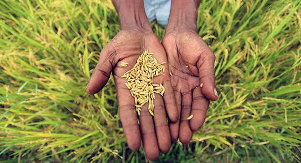 How to Eradicate Rural Poverty, End Urban Malnutrition – A New Approach