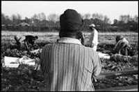 DOPARSI PER LAVORARE COME SCHIAVI