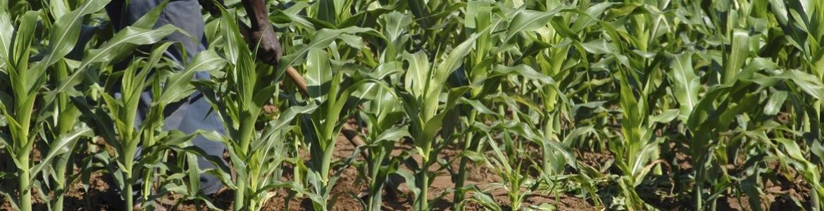 Farm to Market Alliance