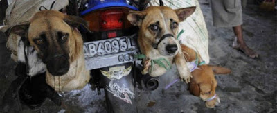 Picchiati e bruciati vivi, fermiamo la strage dei cani dei market indonesiani