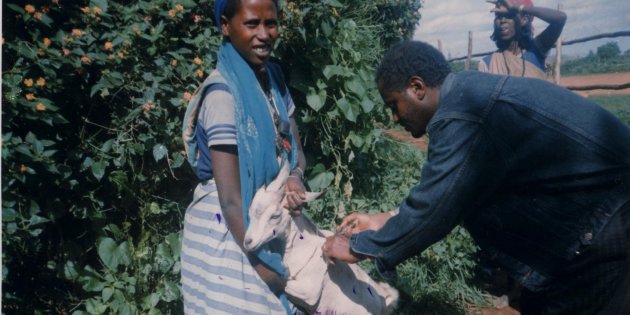 In Etiopia la povertà si combatte affidando alle donne capofamiglia delle capre
