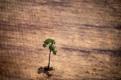 De Madagascar à l’Amazonie, le réchauffement pourrait menacer jusqu’à 50% des espèces
