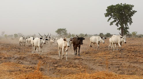 Au Nigeria, sous les conflits « ethniques », une crise environnementale sans précédent
