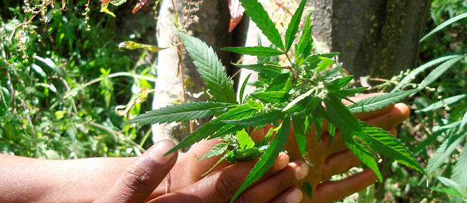 Zimbabwe : le cannabis à usage médical autorisé
