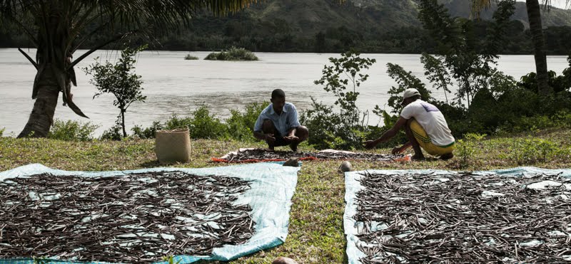 In Madagascar ci si ammazza per la vaniglia