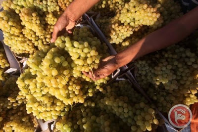 Saccage des fruits des villageois palestiniens à Jérusalem Est.