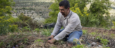 Planter la résistance: La lutte pour la souveraineté alimentaire en Palestine