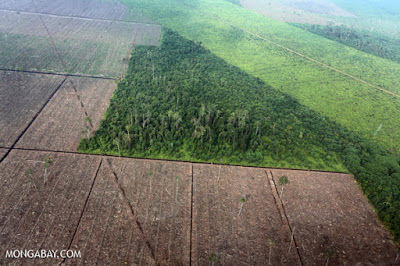 La relación entre la deforestación y las enfermedades infecciosas